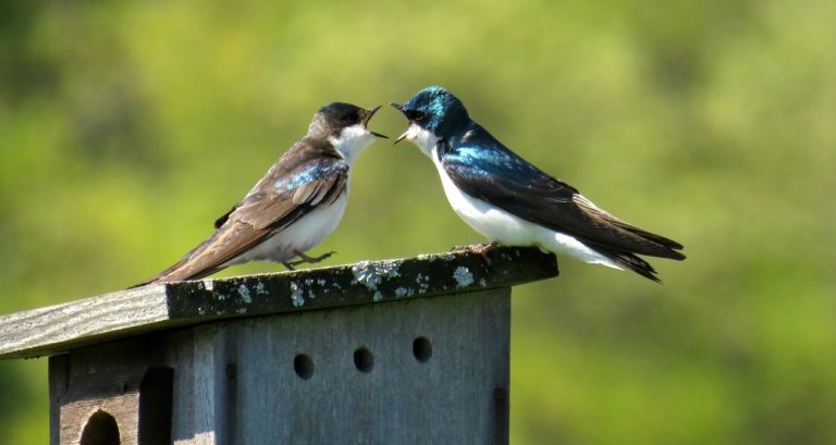 Birds communicating their thoughts to each other, same as people.